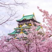 Những điểm ngắm hoa anh đào yên tĩnh ở Kansai